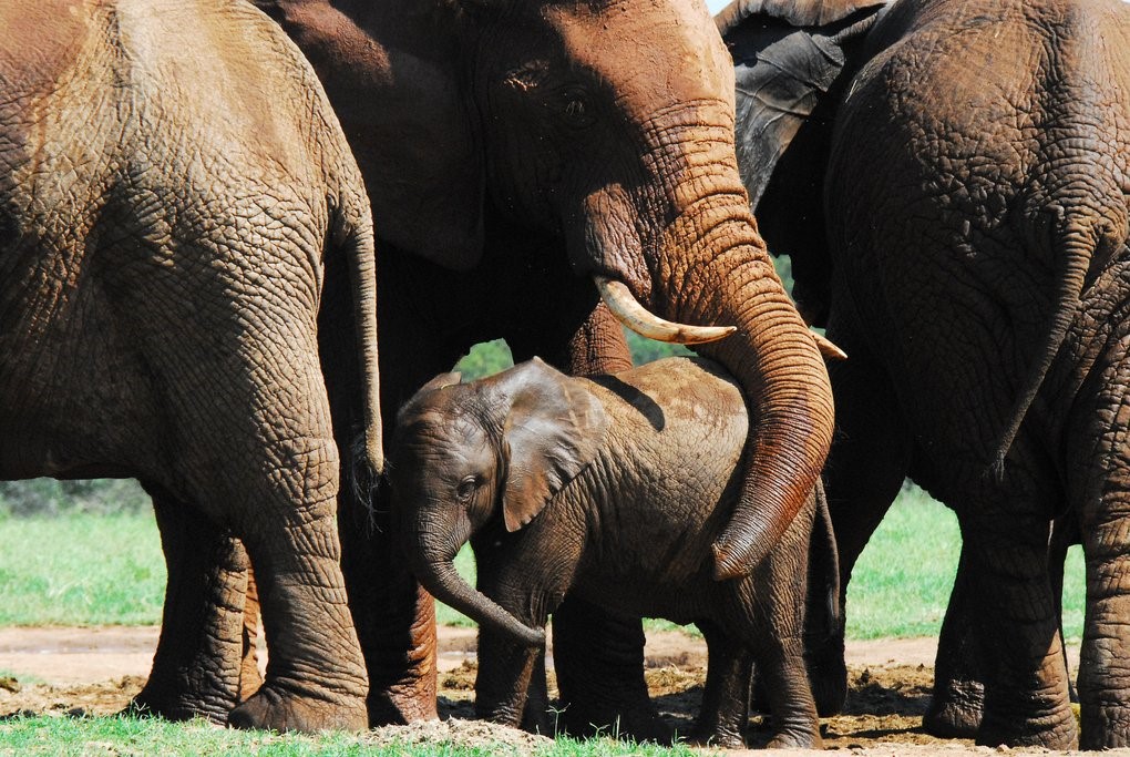 Addo Elephant National Park